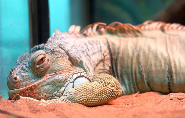Aquarium, zoo, Varan