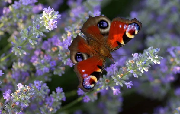 Macro, light, flowers, stems, butterfly, glade, wings, insect