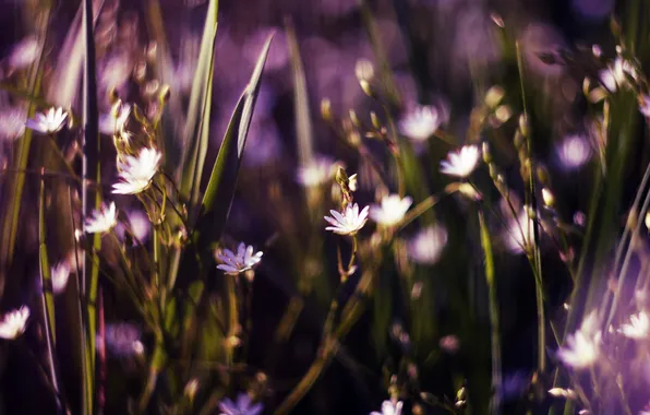 Picture grass, flowers, buds, bokeh