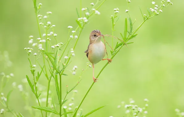 Flowers, branch, beak, bird, grass, straws, gypsophila, Warbler