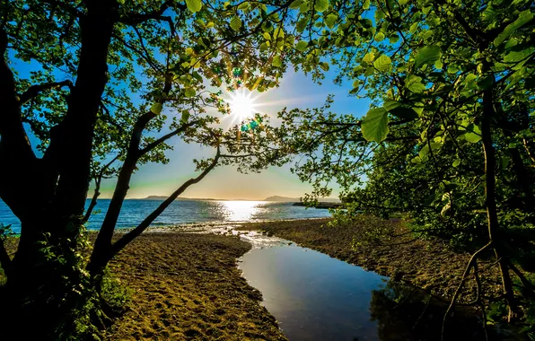Summer, water, the sun, rays, trees, branches, shore