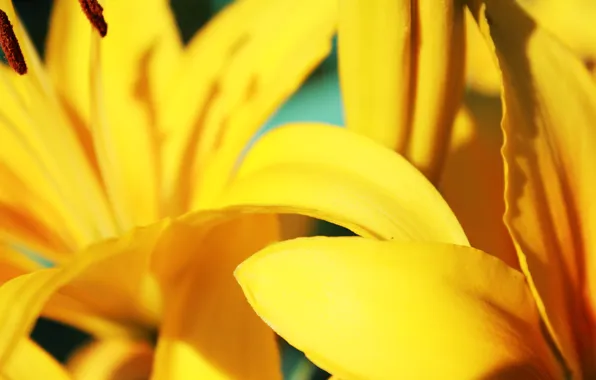Lily, yellow, petals