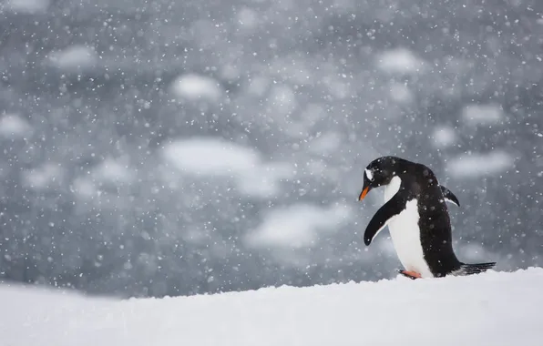 Snow, bird, penguin
