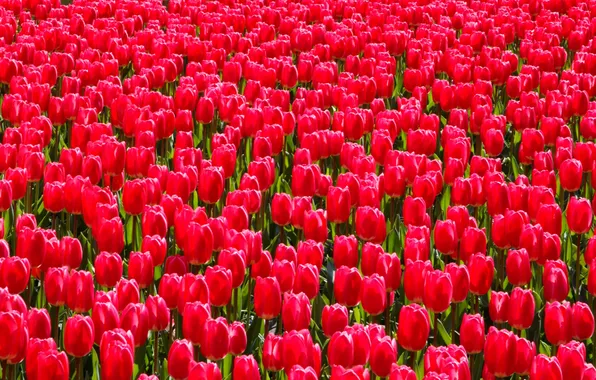 Paint, spring, garden, meadow, tulips