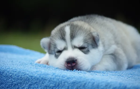 Sleep, dog, puppy, husky, sleep, sleeping puppy