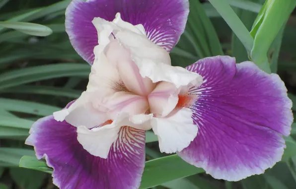Flower, Summer, Lilac, Iris, Meduzanol ©, Summer 2018