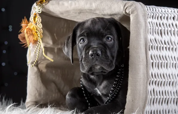 Basket, mask, puppy, beads, cane Corso