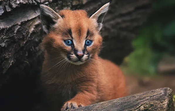 Picture cub, kitty, wild cat, Caracal