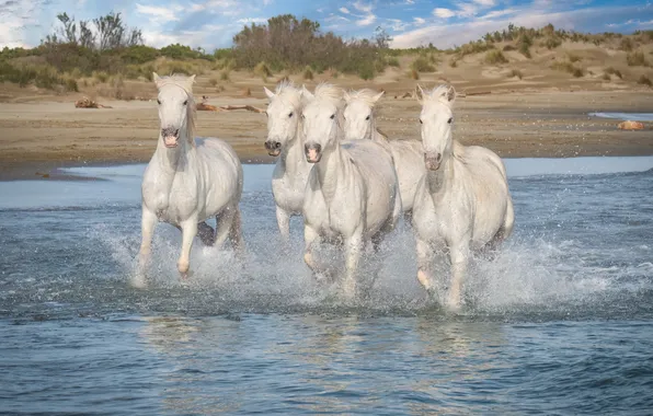 The sky, clouds, squirt, nature, shore, horses, horse, running