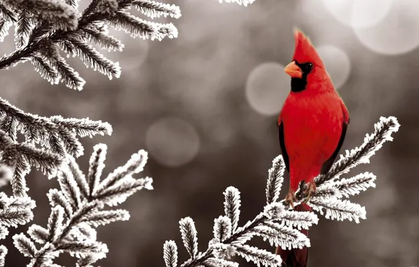 Nature, branch, red bird