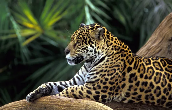 Picture leopard, lies resting, big cat