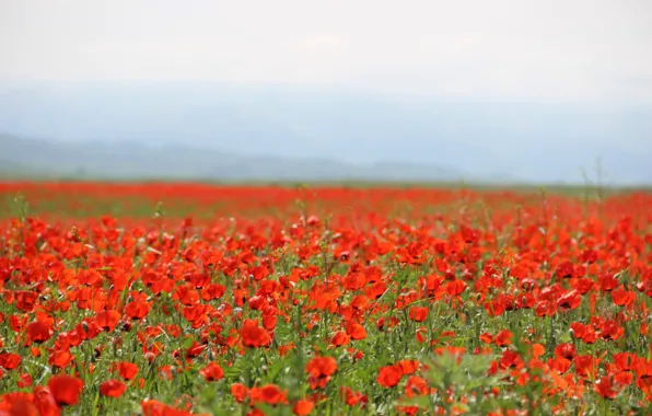 Field, Mac, May, red flowers, poppy field