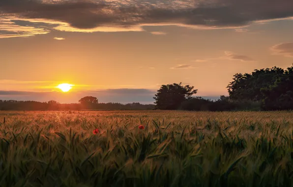 Summer, the sky, the sun, clouds, light, trees, sunset, flowers