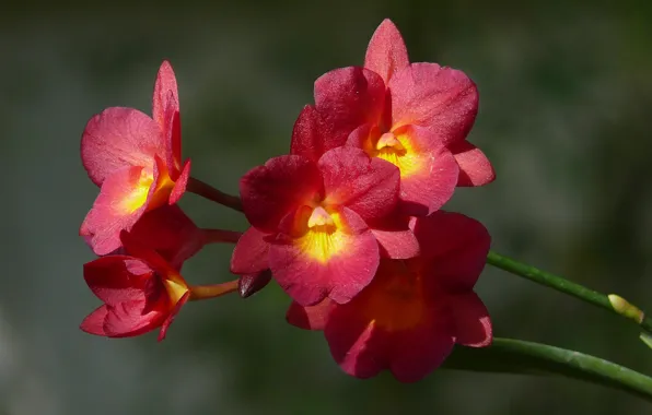 Picture Orchid, Orchid, Bokeh, Bokeh