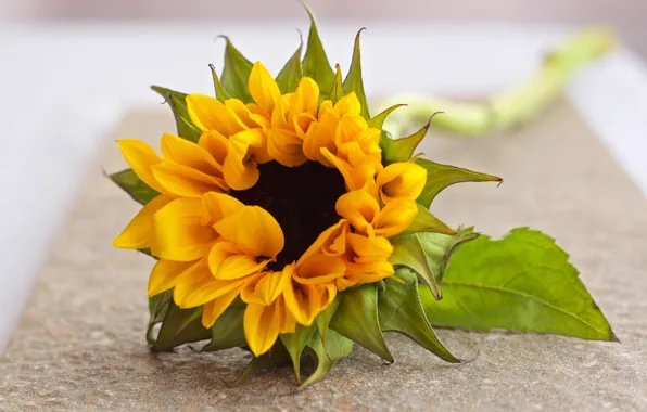 Picture sunflowers, blur, Is on the table