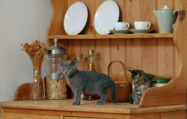 Cup, kittens, plates, dishes, shelves