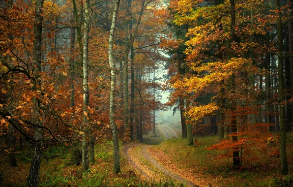 Road, autumn, forest, trees, fog, foliage, Radoslaw Dranikowski