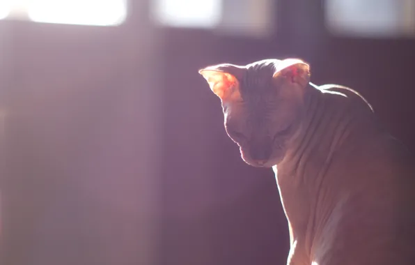 Light, cats, Sphinx
