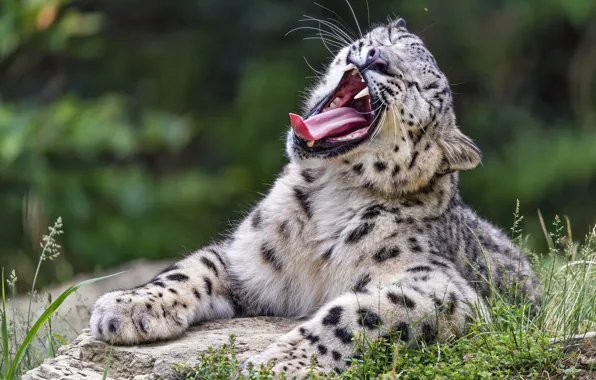 Language, mouth, snow leopard, Zev