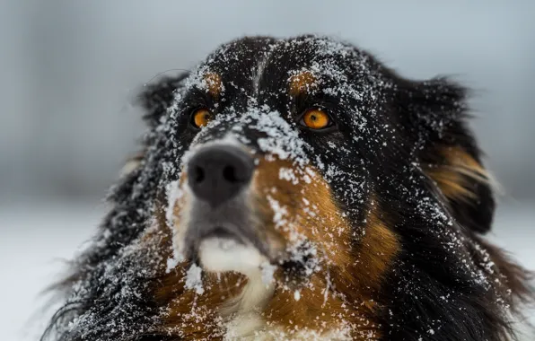Winter, eyes, snow, dog, focus, wool, nose