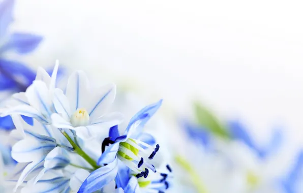 Flowers, background, blue and white