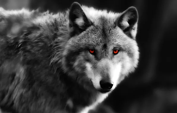 Eyes, look, wolf, predator