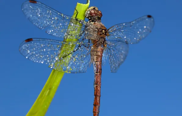The sky, wings, dragonfly, insect