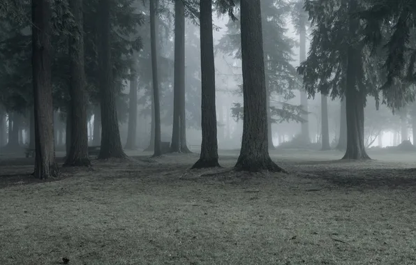 Nature, fog, Park