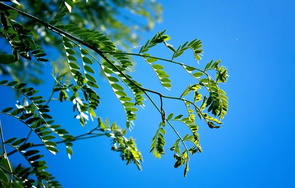 The sky, leaves, nature, branch, acacia