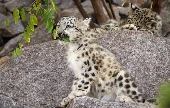 Picture cat, stone, branch, IRBIS, snow leopard, cub, kitty