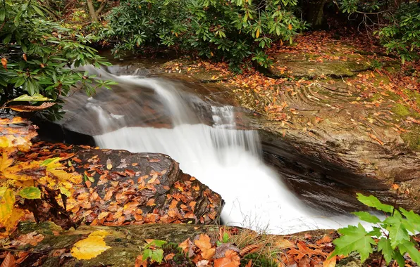 Picture autumn, leaves, water, waterfall, stream, water, autumn, leaves