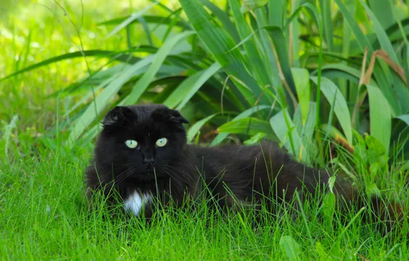 Dark, cat, animal