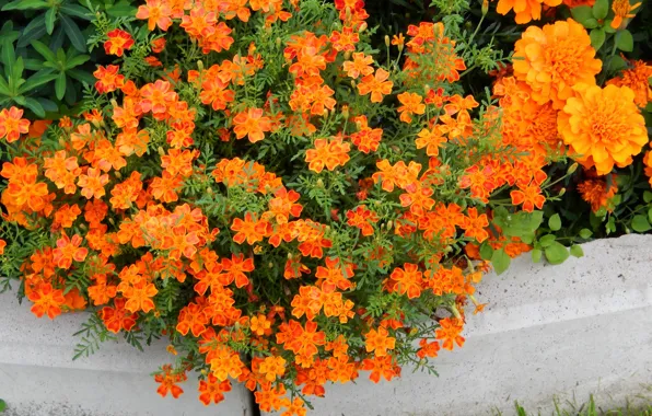 Flowers, Wallpaper, wallpaper, wallpapers, orange