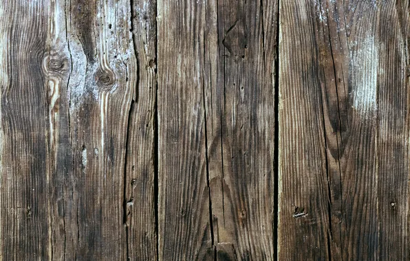 Tree, Board, texture