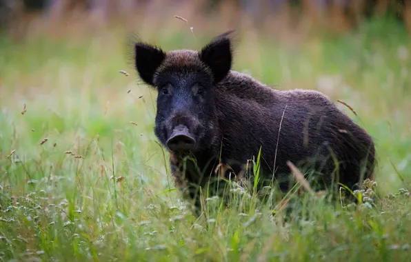 Grass, look, face, boar