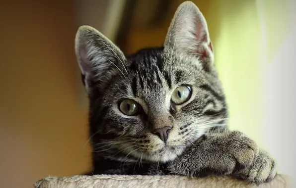 Cat, cat, face, striped, Kote