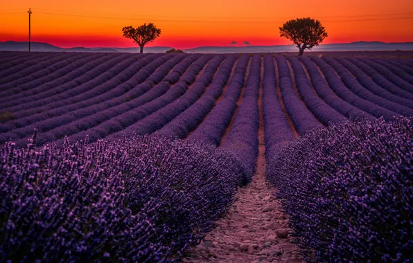 Field, summer, the sky, trees, sunset, flowers, nature, strip