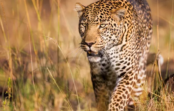 Picture predator, leopard, wild cat, handsome