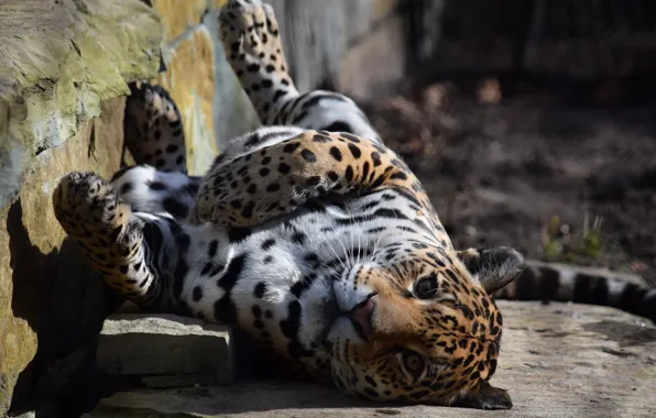 Leopard, Nature, Cat, Stay, Animal
