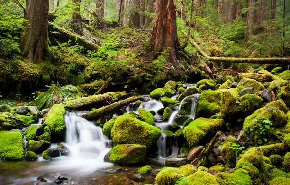 Forest, trees, river, stream, stones, moss, thicket