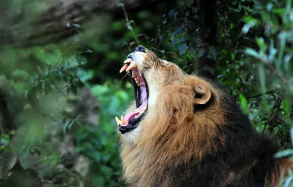 Cat, Leo, mouth, fangs, profile, yawns