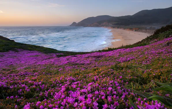Picture sea, flowers, mountains, shore, pink