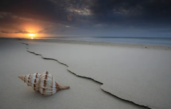 Sea, the sky, shell