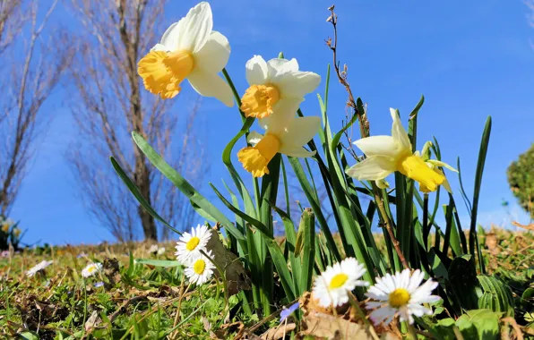 Flowers, glade, chamomile, spring, white, daffodils, blue sky, Daisy