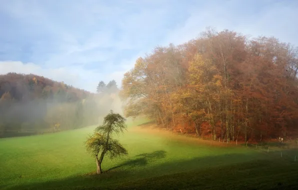 Field, trees, nature, fog
