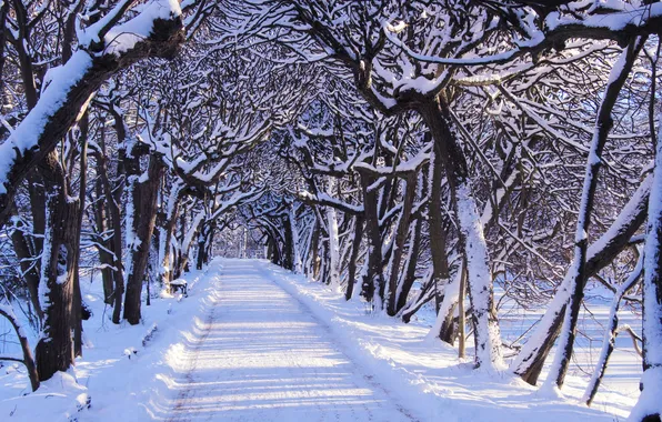 Road, trees, park, winter, snow, alley