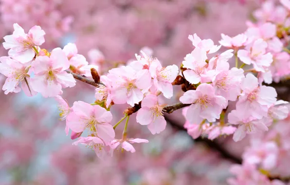 Branches, cherry, pink, spring, Sakura