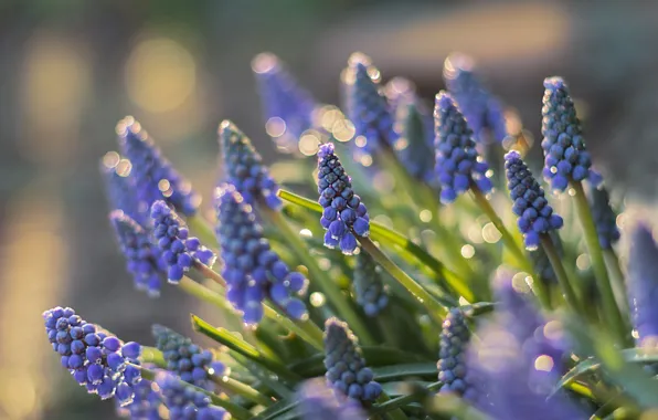 Light, flowers, spring, blue, bokeh, Muscari, hyacinth mouse