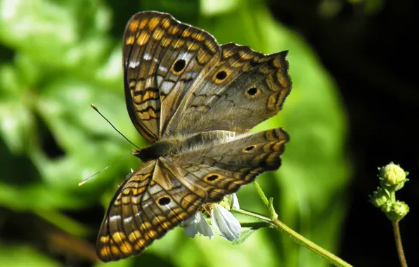 Nature, butterfly, wings, moth