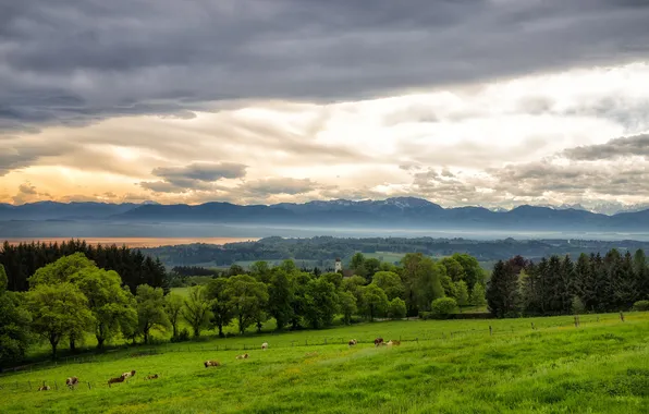 The sky, clouds, trees, mountains, clouds, cows, pasture